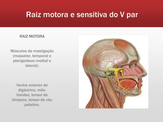 Raiz motora e sensitiva do V par

    RAIZ MOTORA


Músculos da mastigação
 (masseter, temporal e
 pterigoideos medial e
        lateral);



   Ventre anterior do
    digástrico, milo-
   hioideo, tensor do
tímpano, tensor do véu
        palatino.
 