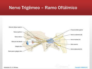 Nervo Trigêmeo – Ramo Oftálmico
 