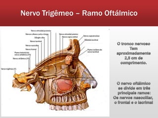 Nervo Trigêmeo – Ramo Oftálmico
 
