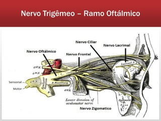 Nervo Trigêmeo – Ramo Oftálmico
 