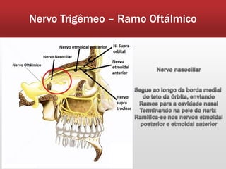 Nervo Trigêmeo – Ramo Oftálmico
 