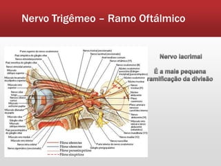 Nervo Trigêmeo – Ramo Oftálmico
 