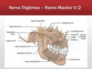 Nervo Trigêmeo – Ramo Maxilar V/2
 
