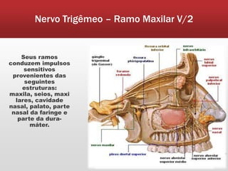 Nervo Trigêmeo – Ramo Maxilar V/2


    Seus ramos
conduzem impulsos
     sensitivos
 provenientes das
     seguintes
    estruturas:
maxila, seios, maxi
  lares, cavidade
nasal, palato, parte
 nasal da faringe e
   parte da dura-
       máter.
 