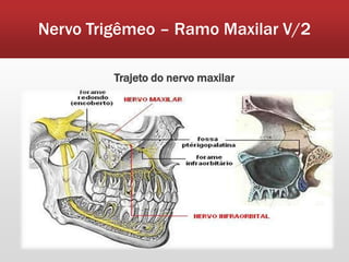 Nervo Trigêmeo – Ramo Maxilar V/2

         Trajeto do nervo maxilar
 