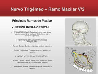 Nervo Trigêmeo – Ramo Maxilar V/2

        Principais Ramos do Maxilar
            NERVO INFRA-ORBITAL:
            RAMOS TERMINAIS- Pálpebra inferior,nariz,lábios
              superiores, gengiva vestibular de incisivos a pré-
                            molares superiores.

                  NERVOS ALVEOLARES SUPERIORES
                            ANTERIORES-

           Ramos Dentais; Dentes incisivos e caninos superiores

            Ramos Peridentais; Processo alveolar; periodonto;
                                 gengiva

                  NERVO ALVEOLAR SUPERIOR MÉDIO-

           Ramos Dentais; Dentes premo lares superiores e raiz
               mesiovestibular do primeiro molar superior.

           Ramos Peri dentais; Processo alveolar; periodonto e
                                 gengiva
 