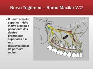 Nervo Trigêmeo – Ramo Maxilar V/2

   O nervo alveolar
    superior médio
    inerva a polpa e
    periodonto dos
    dentes
    premolares
    superiores e a
    raiz
    mésiovestibular
    do primeiro
    molar.
 