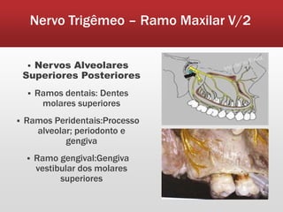 Nervo Trigêmeo – Ramo Maxilar V/2


     Nervos Alveolares
    Superiores Posteriores
       Ramos dentais: Dentes
         molares superiores
   Ramos Peridentais:Processo
      alveolar; periodonto e
             gengiva
       Ramo gengival:Gengiva
        vestibular dos molares
              superiores
 
