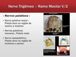 Nervo Trigêmeo – Ramo Maxilar V/2

   Nervos palatinos :
   Nervo palatino maior ;
    Palato duro na região de
    canino a molares
   Nervos palatinos
    menores ; Palato mole
   Nervo nasopalatino ;
    Palato duro na região de
    incisivos e canino
 