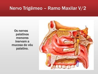 Nervo Trigêmeo – Ramo Maxilar V/2



 Os nervos
   palatinos
   menores
  inervam a
mucosa do véu
   palatino.
 
