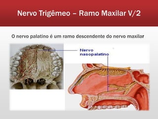 Nervo Trigêmeo – Ramo Maxilar V/2

O nervo palatino é um ramo descendente do nervo maxilar
 