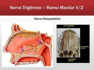 Nervo Trigêmeo – Ramo Maxilar V/2

          Nervo Nasopalatino
 