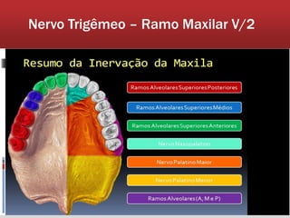 Nervo Trigêmeo – Ramo Maxilar V/2
 