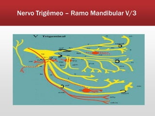 Nervo Trigêmeo – Ramo Mandibular V/3
 
