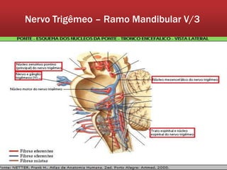 Nervo Trigêmeo – Ramo Mandibular V/3
 