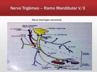 Nervo Trigêmeo – Ramo Mandibular V/3

          Nervo meníngeo recorrente
 