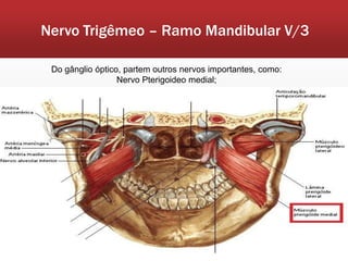 Nervo Trigêmeo – Ramo Mandibular V/3

 Do gânglio óptico, partem outros nervos importantes, como:
                  Nervo Pterigoideo medial;
 