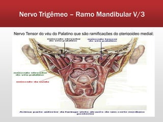 Nervo Trigêmeo – Ramo Mandibular V/3

Nervo Tensor do véu do Palatino que são ramificações do pterigoideo medial;
 