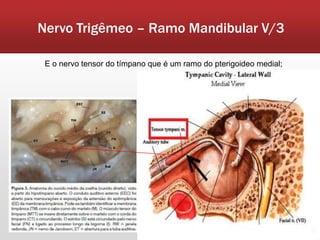 Nervo Trigêmeo – Ramo Mandibular V/3

 E o nervo tensor do tímpano que é um ramo do pterigoideo medial;
 