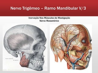 Nervo Trigêmeo – Ramo Mandibular V/3

        Inervação Nos Músculos da Mastigação
                  Nervo Massetérico
 