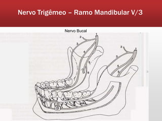 Nervo Trigêmeo – Ramo Mandibular V/3

             Nervo Bucal
 