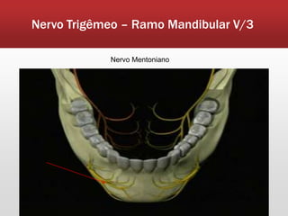 Nervo Trigêmeo – Ramo Mandibular V/3

            Nervo Mentoniano
 