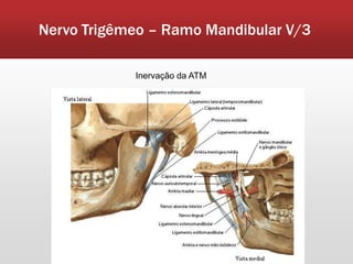 Nervo Trigêmeo – Ramo Mandibular V/3

            Inervação da ATM
 