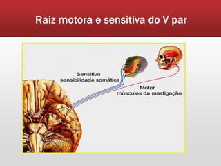 Raiz motora e sensitiva do V par
 