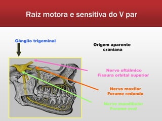 Raiz motora e sensitiva do V par


Gânglio trigeminal
                       Origem aparente
                           craniana




                            Nervo oftálmico
                        Fissura orbital superior


                             Nervo maxilar
                            Forame redondo

                           Nervo mandibular
                             Forame oval
 