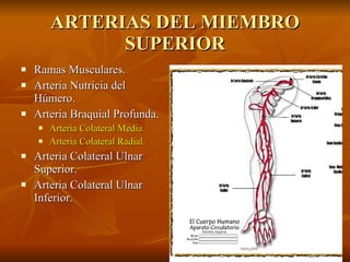 ARTERIAS DEL MIEMBRO SUPERIOR Ramas Musculares.   Arteria Nutricia del Húmero.   Arteria Braquial Profunda.   Arteria Colateral Media.   Arteria Colateral Radial. Arteria Colateral Ulnar Superior. Arteria Colateral Ulnar Inferior. 