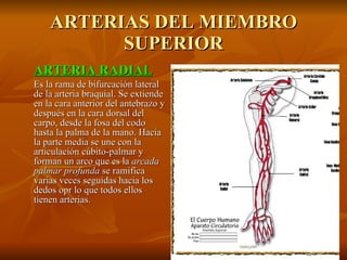 ARTERIAS DEL MIEMBRO SUPERIOR ARTERIA RADIAL   Es la rama de bifurcación lateral de la arteria braquial. Se extiende en la cara anterior del antebrazo y después en la cara dorsal del carpo, desde la fosa del codo hasta la palma de la mano. Hacia la parte media se une con la articulación cúbito-palmar y forman un arco que es la  arcada palmar profunda  se ramifica varias veces seguidas hacia los dedos opr lo que todos ellos tienen arterias. 