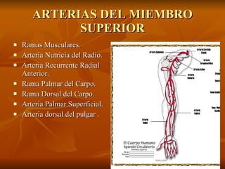 ARTERIAS DEL MIEMBRO SUPERIOR Ramas Musculares.   Arteria Nutricia del Radio.   Arteria Recurrente Radial Anterior.   Rama Palmar del Carpo.   Rama Dorsal del Carpo.   Arteria Palmar Superficial. Arteria  dorsal del pulgar  . 