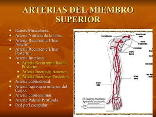 ARTERIAS DEL MIEMBRO SUPERIOR Ramas Musculares.   Arteria Nutricia de la Ulna.   Arteria Recurrente Ulnar Anterior.   Arteria Recurrente Ulnar Posterior.   Arteria Interósea.   Arteria Recurrente Radial Posterior. Arteria Interósea Anterior.   Arteria Interósea Posterior. Arteria cúbitodorsal.   Arteria transversa anterior del Carpo.   Arteria cúbitopalmar  Arteria Palmar Profunda.   Red peri escapular . 