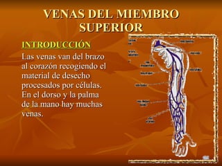 VENAS DEL MIEMBRO SUPERIOR INTRODUCCIÓN Las venas van del brazo al corazón recogiendo el material de desecho procesados por células. En el dorso y la palma de la mano hay muchas venas.  