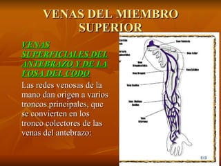 VENAS DEL MIEMBRO SUPERIOR VENAS SUPERFICIALES DEL ANTEBRAZO Y DE LA FOSA DEL CODO Las redes venosas de la mano dan origen a varios troncos principales, que se convierten en los tronco colectores de las venas del antebrazo: 