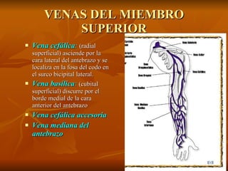 VENAS DEL MIEMBRO SUPERIOR Vena cefálica :  (radial superficial) asciende por la cara lateral del antebrazo y se localiza en la fosa del codo en el surco bicipital lateral. Vena basílica :  (cubital superficial) discurre por el borde medial de la cara anterior del antebrazo Vena cefálica accesoria Vena mediana del antebrazo 