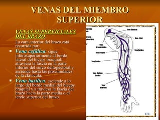 VENAS DEL MIEMBRO SUPERIOR VENAS SUPERFICIALES DEL BRAZO La cara anterior del brazo está recorrida por: Vena cefálica :   sigue inferosuperiormente al borde lateral del bíceps braquial; atraviesa la fascia en la parte inferior del surco deltopectoral y asciende hasta las proximidades de la clavícula. Vena basílica :  asciende a lo largo del borde medial del bíceps braquial y a traviesa la fascia del brazo hacia la parte media o el tercio superior del brazo. 