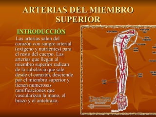 ARTERIAS DEL MIEMBRO SUPERIOR INTRODUCCIÓN Las arterias salen del corazón con sangre arterial (oxígeno y nutrientes) para el resto del cuerpo. Las arterias que llegan al miembro superior radican de la subclavia que sale desde el corazón, desciende por el miembro superior y tienen numerosas ramificaciones que vascularizan la mano, el brazo y el antebrazo. 