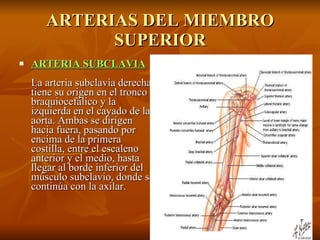 ARTERIAS DEL MIEMBRO SUPERIOR ARTERIA SUBCLAVIA La arteria subclavia derecha tiene su origen en el tronco braquiocefálico y la izquierda en el cayado de la aorta. Ambas se dirigen hacia fuera, pasando por encima de la primera costilla, entre el escaleno anterior y el medio, hasta llegar al borde inferior del músculo subclavio, donde se continúa con la axilar. 