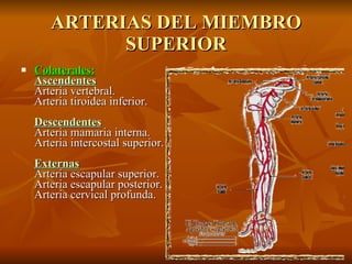 ARTERIAS DEL MIEMBRO SUPERIOR Colaterales: Ascendentes Arteria vertebral. Arteria tiroidea inferior. Descendentes Arteria mamaria interna. Arteria intercostal superior. Externas Arteria escapular superior. Arteria escapular posterior. Arteria cervical profunda. 