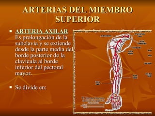 ARTERIAS DEL MIEMBRO SUPERIOR ARTERIA AXILAR Es prolongación de la subclavia y se extiende desde la parte media del borde posterior de la clavícula al borde inferior del pectoral mayor. Se divide en: 