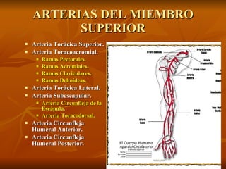 ARTERIAS DEL MIEMBRO SUPERIOR Arteria Torácica Superior.   Arteria Toracoacromial.   Ramas Pectorales.   Ramas Acromiales.   Ramas Claviculares.   Ramas Deltoideas. Arteria Torácica Lateral.   Arteria Subescapular.   Arteria Circunfleja de la Escápula.   Arteria Toracodorsal. Arteria Circunfleja Humeral Anterior.   Arteria Circunfleja Humeral Posterior. 
