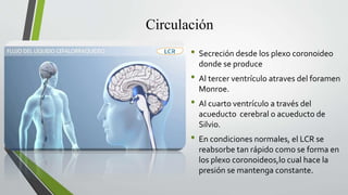 Circulación
• Secreción desde los plexo coronoideo
donde se produce
• Al tercer ventrículo atraves del foramen
Monroe.
• Al cuarto ventrículo a través del
acueducto cerebral o acueducto de
Silvio.
• En condiciones normales, el LCR se
reabsorbe tan rápido como se forma en
los plexo coronoideos,lo cual hace la
presión se mantenga constante.
 