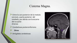 Cisterna Magna.
Entre la cara posterior de la medula
cervical, y parte posterior del
cerebelo, por detrás con la escama
del occipital .
Arterias
Cerebelosas posteroinferiores
 Otros
Amígdalas cerebelosas
 