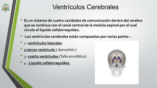 Ventrículos Cerebrales
• Es un sistema de cuatro cavidades de comunicación dentro del cerebro
que se continua con el canal central de la medula espinal por el cual
circula el liquido cefalorraquídeo.
• Los ventrículos cerebrales están compuestas por varias partes –
• 1- ventrículos laterales.
• 2-tercer ventrículo { diencefalo }
• 3- cuarto ventrículos {Tallo encefálico}
• 4 - Liquido cefalorraquídeo.
 