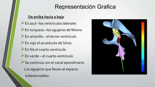 Representación Grafica
De arriba hacia a bajo
En azul –los ventrículos laterales
En turquesa –los agujeros de Monro
En amarillo – el tercer ventrículo
En rojo el acueducto de Silvio
En lila el cuarto ventrículo
En verde – el cuarto ventrículo
Se continúa con el canal ependimario
Los agujeros que llevan al espacio
subaracnoideo.
 