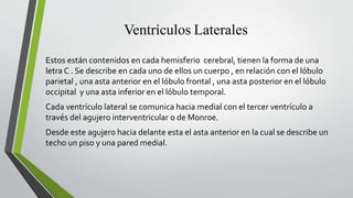 Ventrículos Laterales
Estos están contenidos en cada hemisferio cerebral, tienen la forma de una
letra C . Se describe en cada uno de ellos un cuerpo , en relación con el lóbulo
parietal , una asta anterior en el lóbulo frontal , una asta posterior en el lóbulo
occipital y una asta inferior en el lóbulo temporal.
Cada ventrículo lateral se comunica hacia medial con el tercer ventrículo a
través del agujero interventricular o de Monroe.
Desde este agujero hacia delante esta el asta anterior en la cual se describe un
techo un piso y una pared medial.
 