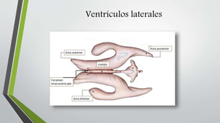 Ventrículos laterales
 