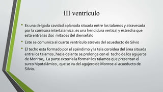 III ventrículo
• Es una delgada cavidad aplanada situada entre los talamos y atravesada
por la comisura intertalamica .es una hendidura vertical y estrecha que
esta entre las dos mitades del diensefalo
• Este se comunica al cuarto ventrículo atreves del acueducto de Silvio
• El techo esta formado por el epéndimo y la tela coroidea del área situada
entre los talamos ,hacia delante se prolonga con el techo de los agujeros
de Monroe,. La parte externa la forman los talamos que presentan el
surco hipotalámico , que se va del agujero de Monroe al acueducto de
Silvio.
 