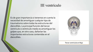 III ventrículo
Es de gran importancia si tenemos en cuenta la
necesidad de amortiguar cualquier tipo de
traumatismo sobre todas las estructuras del
diencéfalo. La principal función del tercer
ventrículo o ventrículo medio es amortiguar los
golpes que, en otro caso, dañarían las
importantes estructuras contenidas en el
diencéfalo.
Tercer ventrículo en Rojo
 